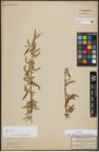 Foto von Salix alba subsp. vitellina (L.) Arcang. x Salix babylonica L.